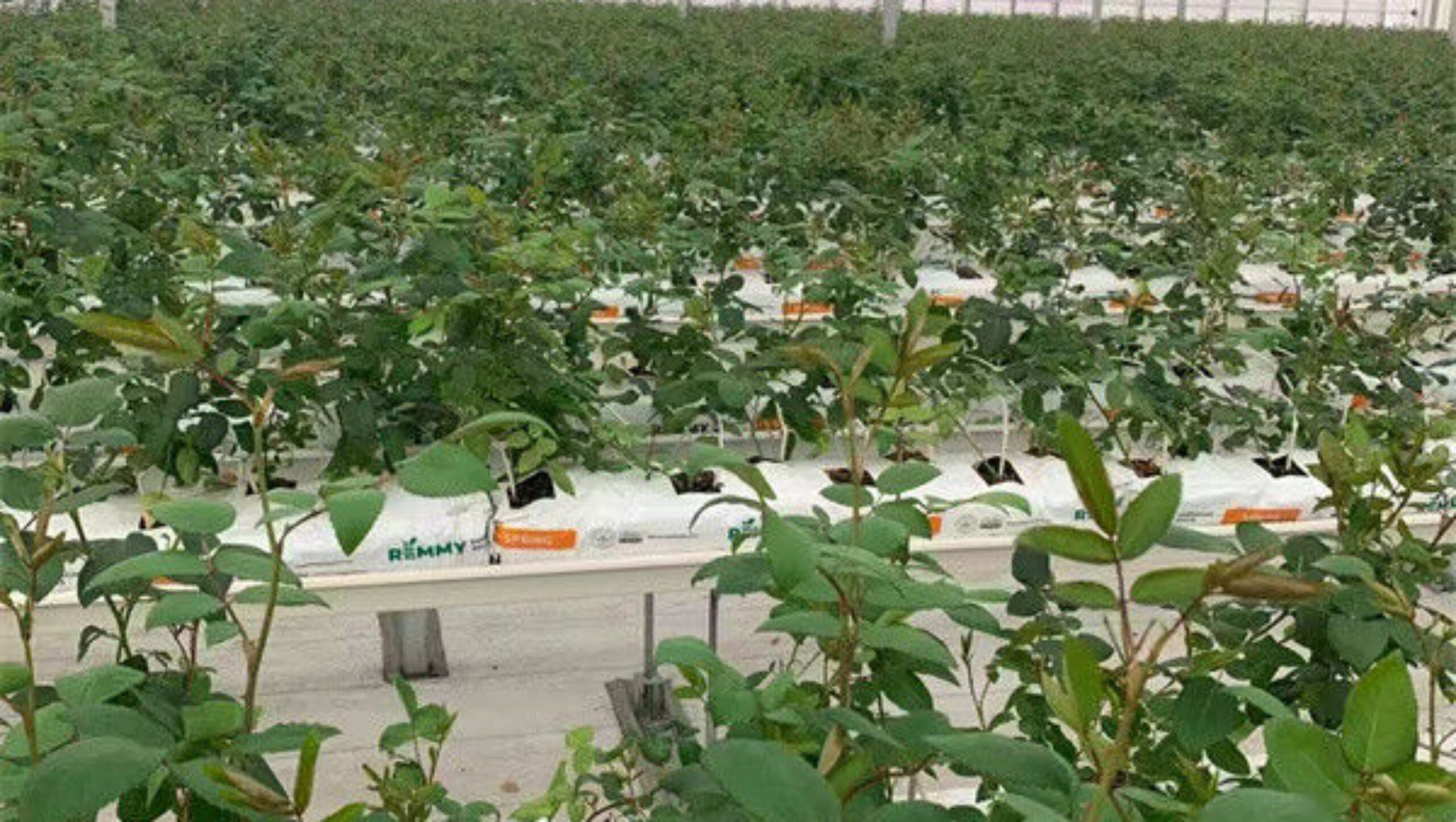 Large Plastic Covering Greenhouse Economical Solution For Agricultural