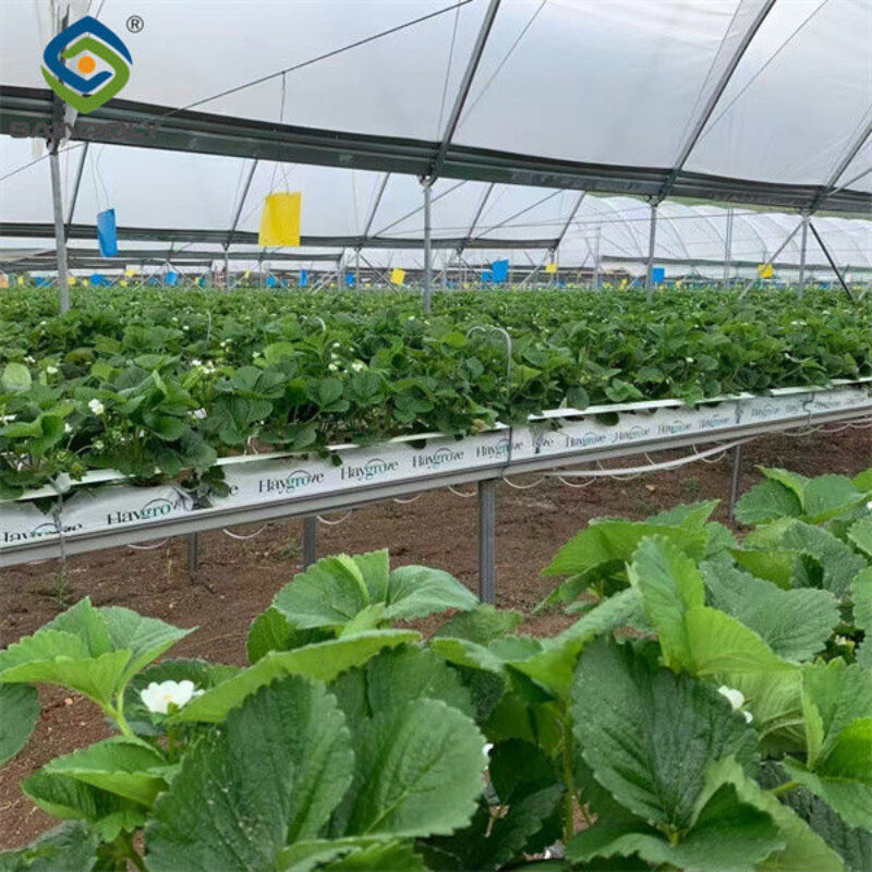 Large Scale Greenhouse Agricultural Green House Stable Structure Easily Assembled