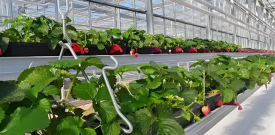 Large Scale Greenhouse Agricultural Green House Stable Structure Easily Assembled