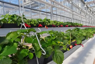 Large Scale Greenhouse Agricultural Green House Stable Structure Easily Assembled