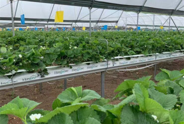 Large Scale Greenhouse Agricultural Green House Stable Structure Easily Assembled