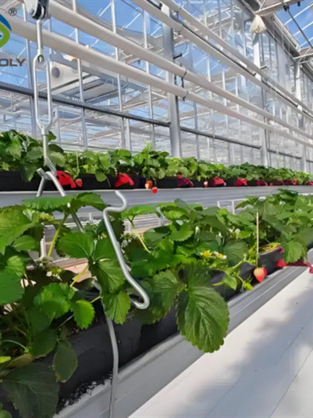 Large Scale Greenhouse Agricultural Green House Stable Structure Easily Assembled
