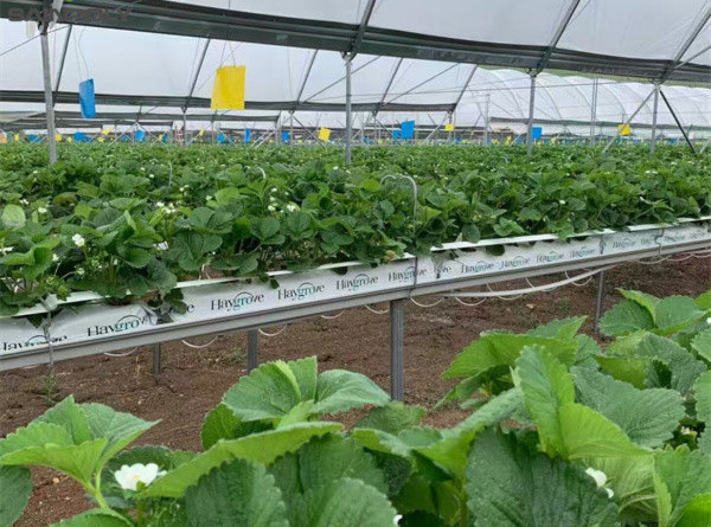 Large Scale Greenhouse Agricultural Green House Stable Structure Easily Assembled