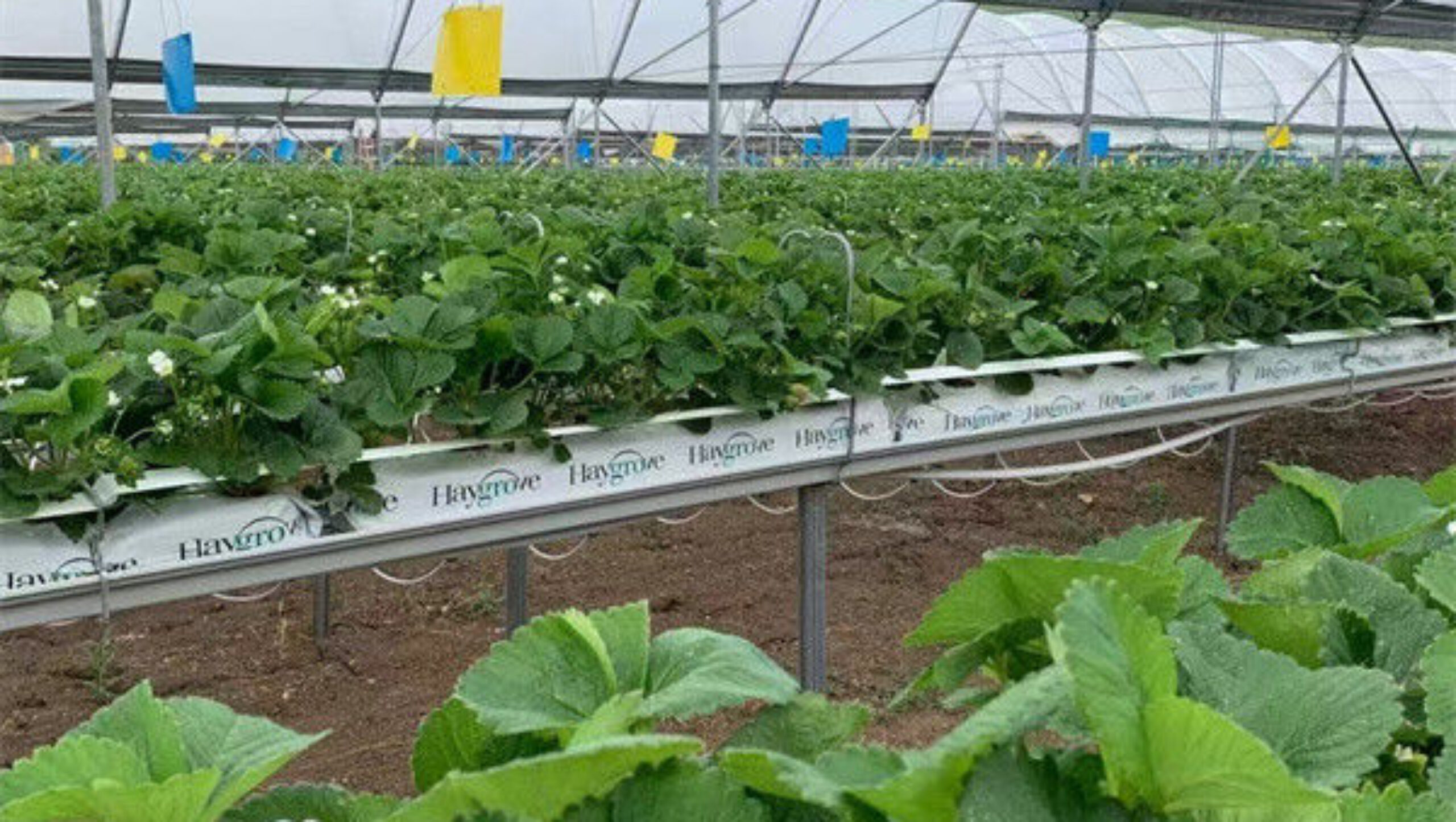 Large Scale Greenhouse Agricultural Green House Stable Structure Easily Assembled