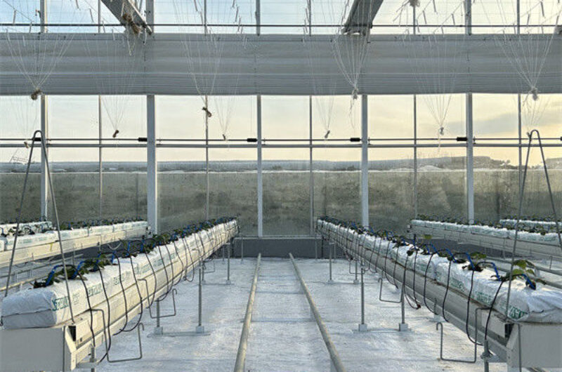 Large Scale Greenhouse Agricultural Green House Stable Structure Easily Assembled