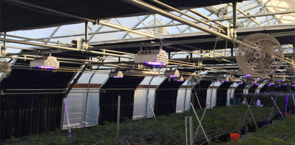 Large Size Blackout System Greenhouse With Electric Systems