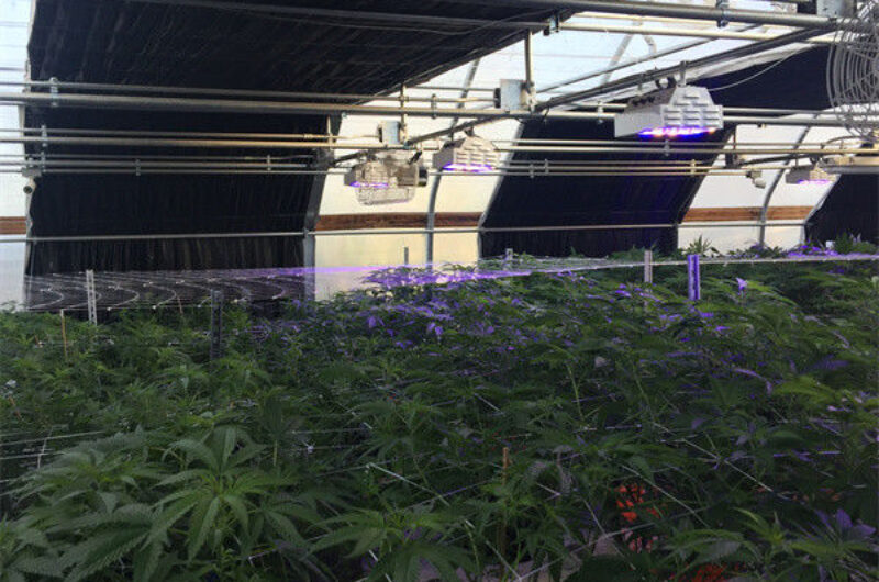 Large Size Blackout System Greenhouse With Electric Systems
