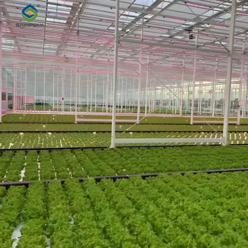 Large Size Commercial Lettuce Greenhouse With Hydroponic Growing Systems