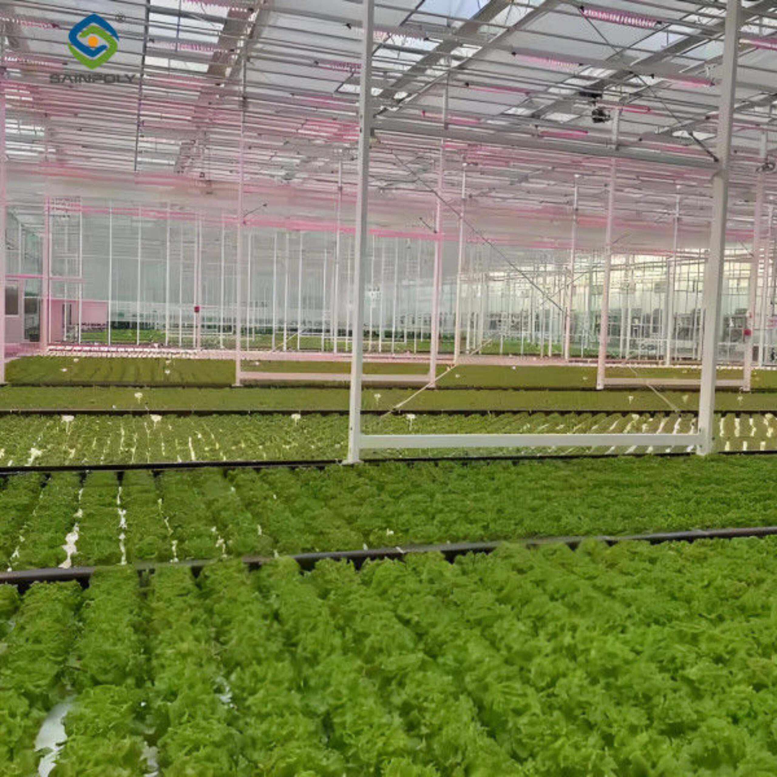 Large Size Commercial Lettuce Greenhouse With Hydroponic Growing Systems
