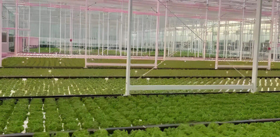 Large Size Commercial Lettuce Greenhouse With Hydroponic Growing Systems