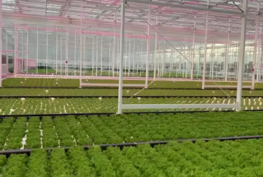 Large Size Commercial Lettuce Greenhouse With Hydroponic Growing Systems