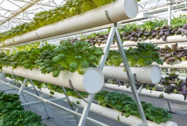 Large Size Commercial Lettuce Greenhouse With Hydroponic Growing Systems