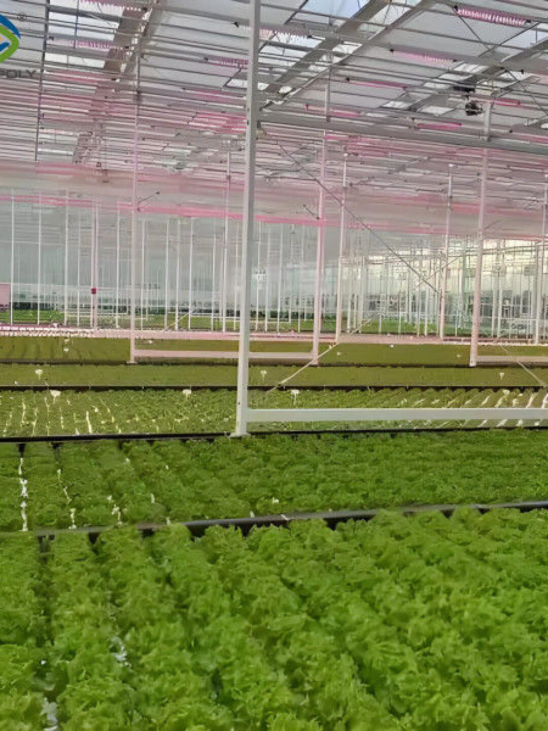 Large Size Commercial Lettuce Greenhouse With Hydroponic Growing Systems
