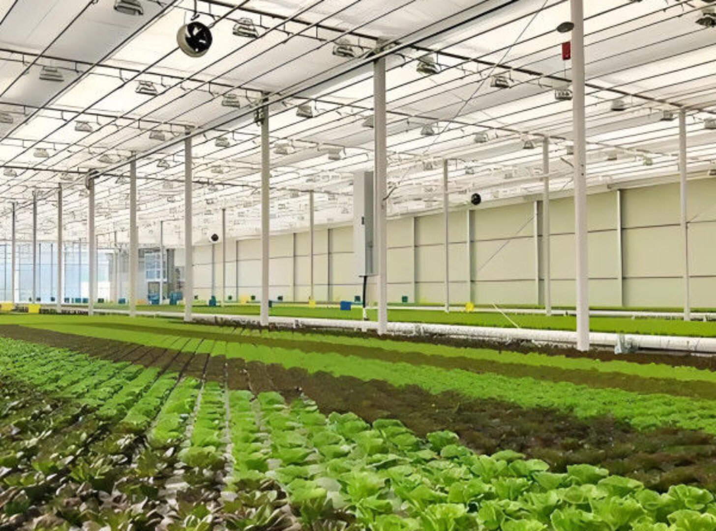 Large Size Commercial Lettuce Greenhouse With Hydroponic Growing Systems