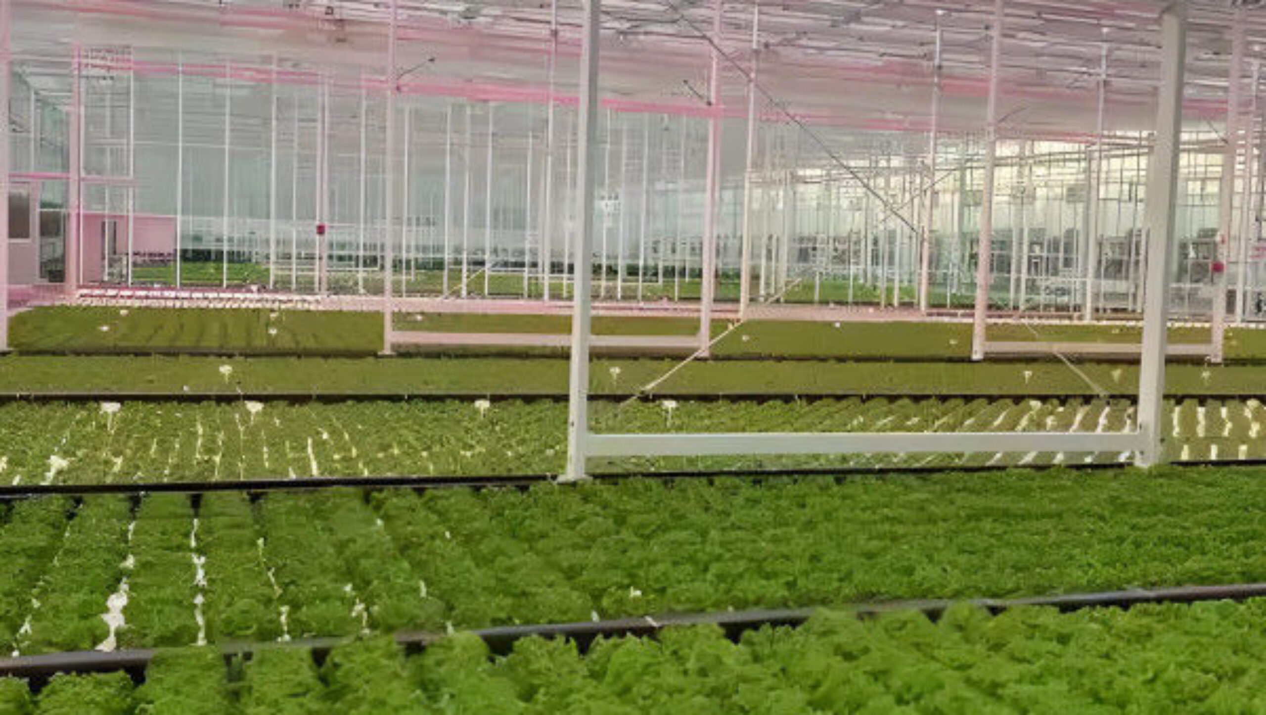 Large Size Commercial Lettuce Greenhouse With Hydroponic Growing Systems