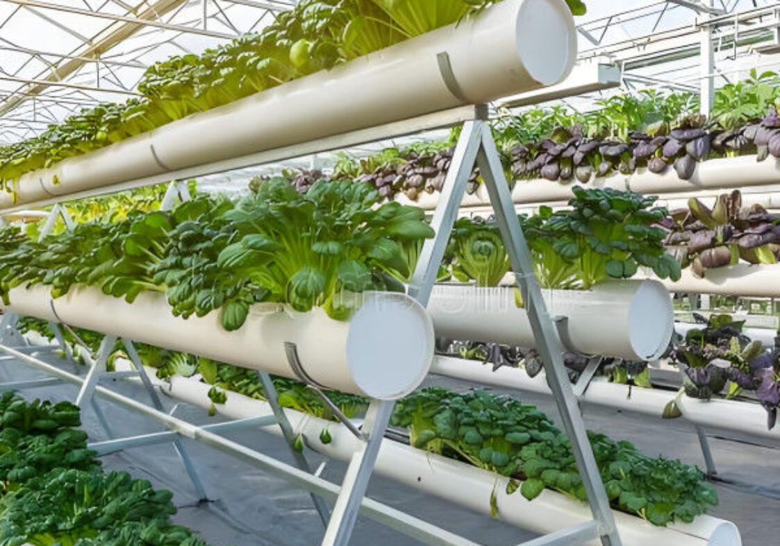 Large Size Commercial Lettuce Greenhouse With Hydroponic Growing Systems