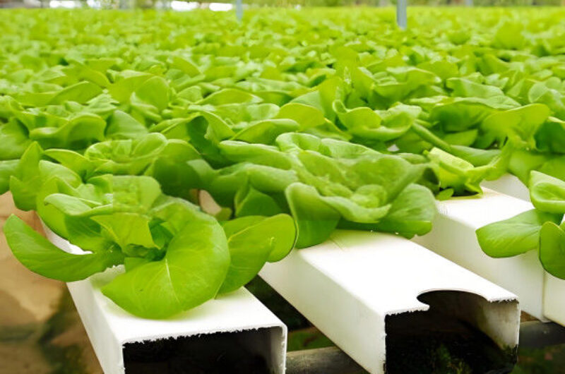 Large Size Commercial Lettuce Greenhouse With Hydroponic Growing Systems