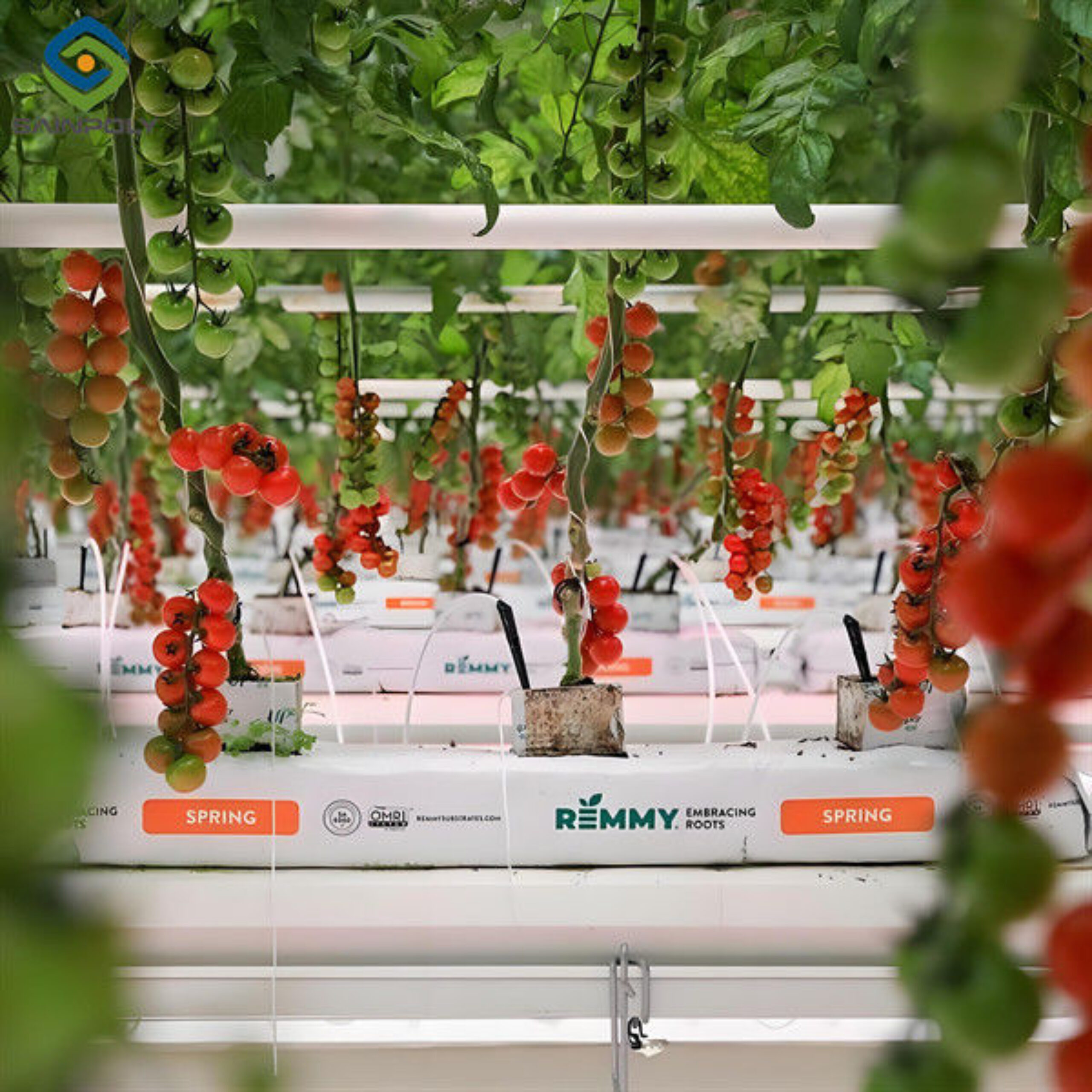 Large Size Hydroponic Farming Greenhouse For Vegetable Fruits Growth