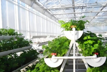 Large Size Hydroponic Farming Greenhouse For Vegetable Fruits Growth
