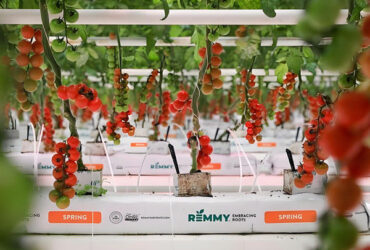 Large Size Hydroponic Farming Greenhouse For Vegetable Fruits Growth