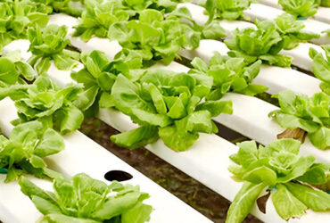 Large Size Hydroponic Farming Greenhouse For Vegetable Fruits Growth