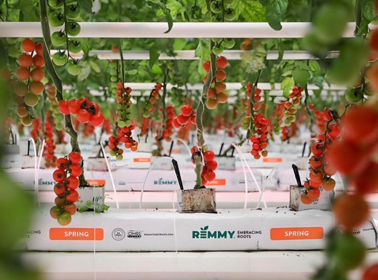 Large Size Hydroponic Farming Greenhouse For Vegetable Fruits Growth