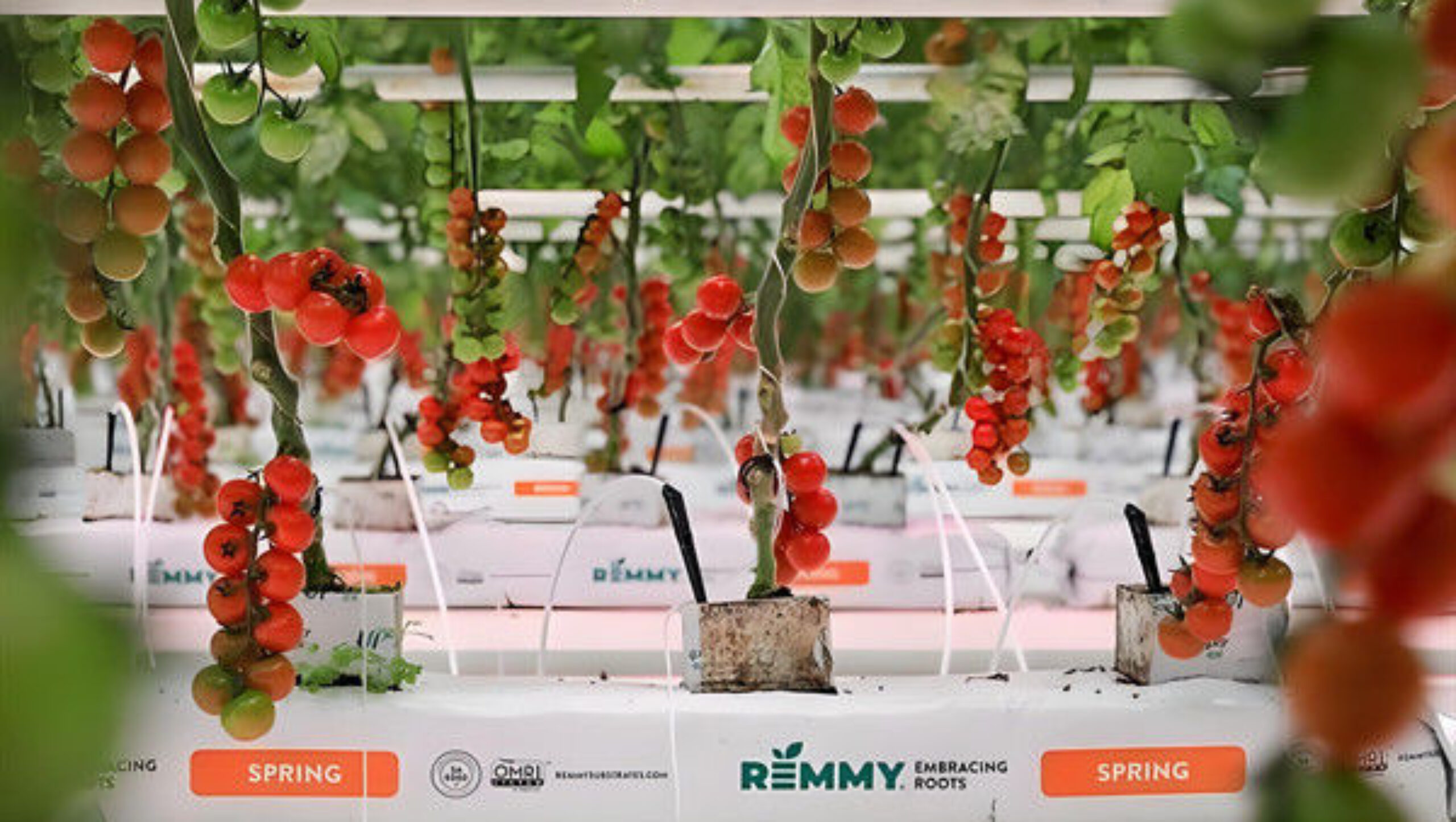 Large Size Hydroponic Farming Greenhouse For Vegetable Fruits Growth