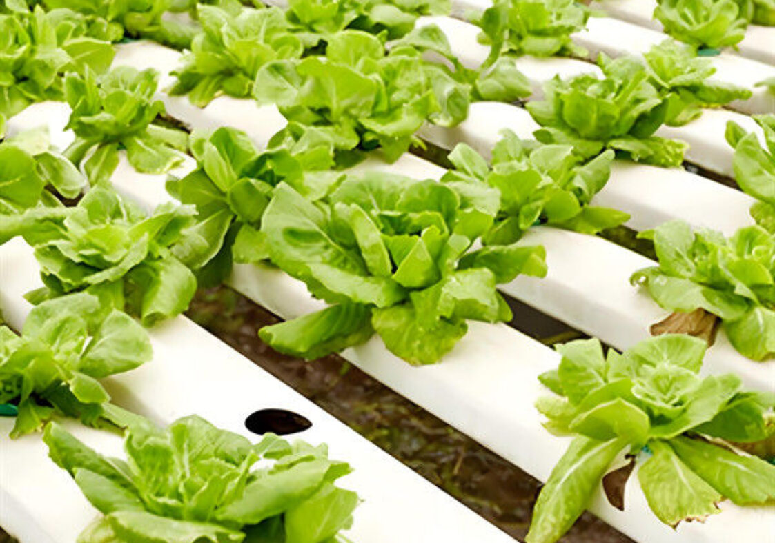 Large Size Hydroponic Farming Greenhouse For Vegetable Fruits Growth