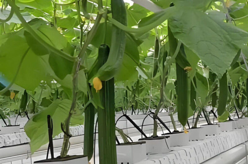 Large Size Hydroponic Farming Greenhouse For Vegetable Fruits Growth