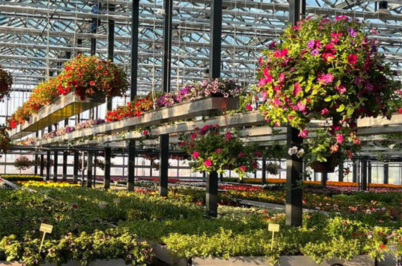 Large Size Multispan Glass Covering Smart Greenhouse Stable Structure