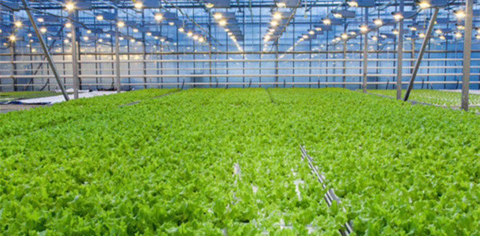 Large Size Vertical Hydroponic Greenhouse Stable Structure Easily Assembled