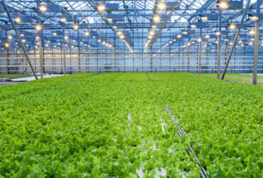 Large Size Vertical Hydroponic Greenhouse Stable Structure Easily Assembled
