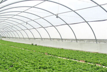 Large Size Vertical Hydroponic Greenhouse Stable Structure Easily Assembled
