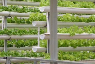 Large Size Vertical Hydroponic Greenhouse Stable Structure Easily Assembled
