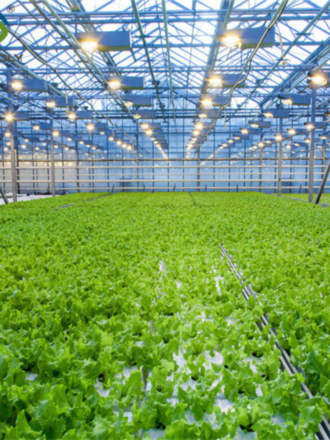 Large Size Vertical Hydroponic Greenhouse Stable Structure Easily Assembled