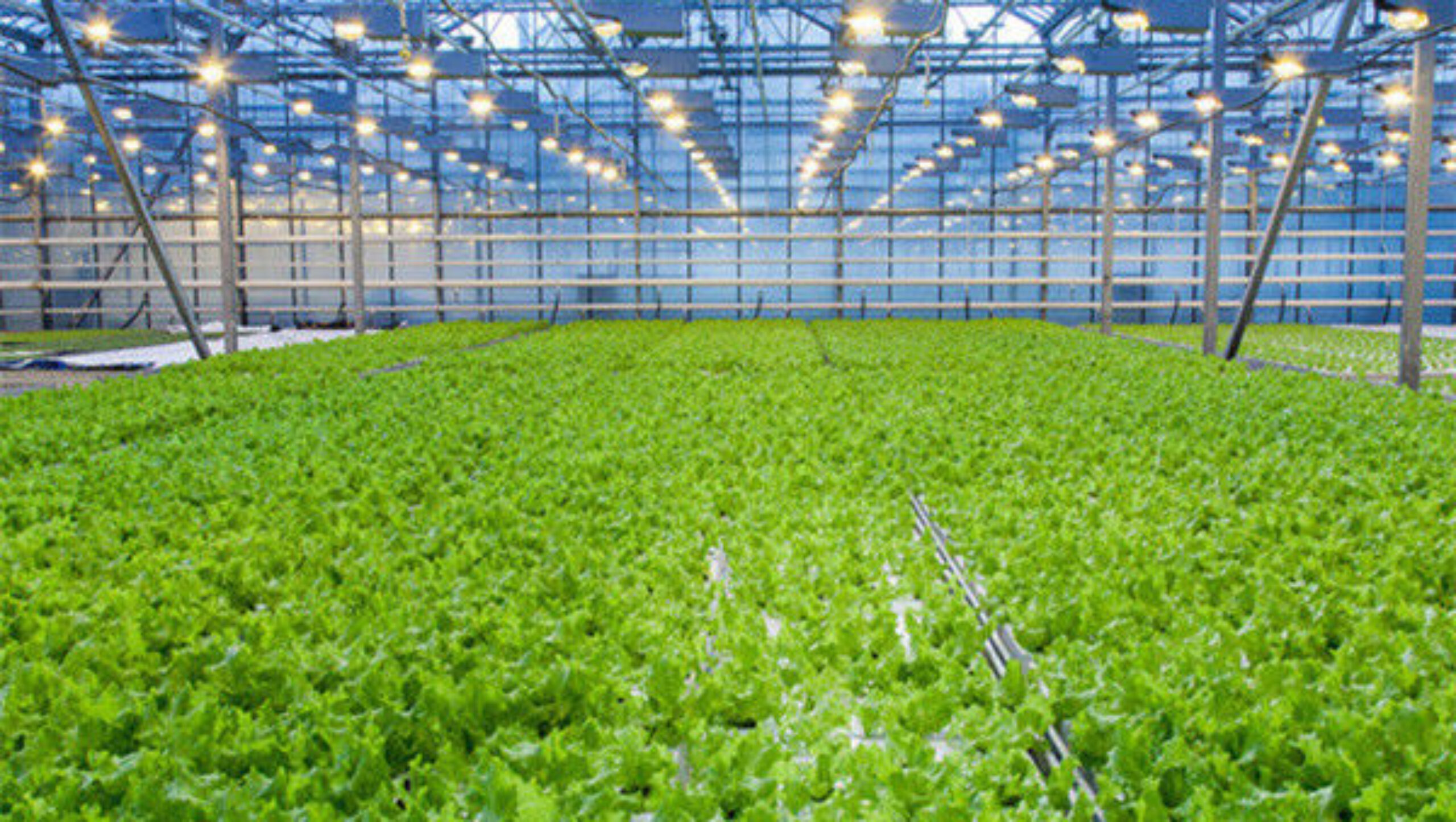 Large Size Vertical Hydroponic Greenhouse Stable Structure Easily Assembled