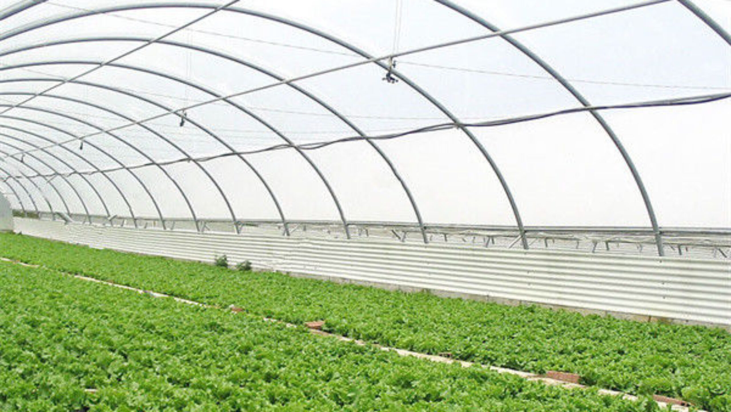 Large Size Vertical Hydroponic Greenhouse Stable Structure Easily Assembled