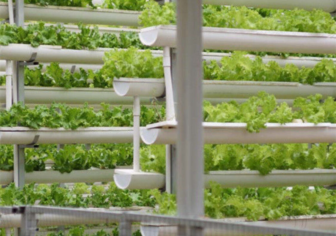 Large Size Vertical Hydroponic Greenhouse Stable Structure Easily Assembled