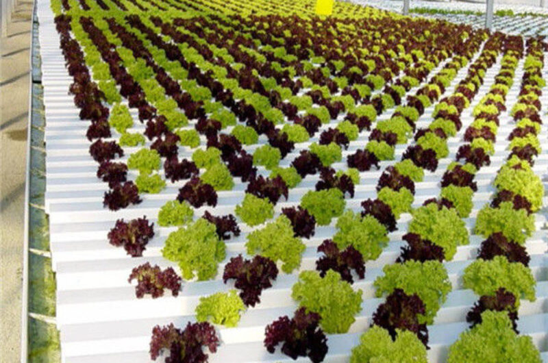 Large Size Vertical Hydroponic Greenhouse Stable Structure Easily Assembled