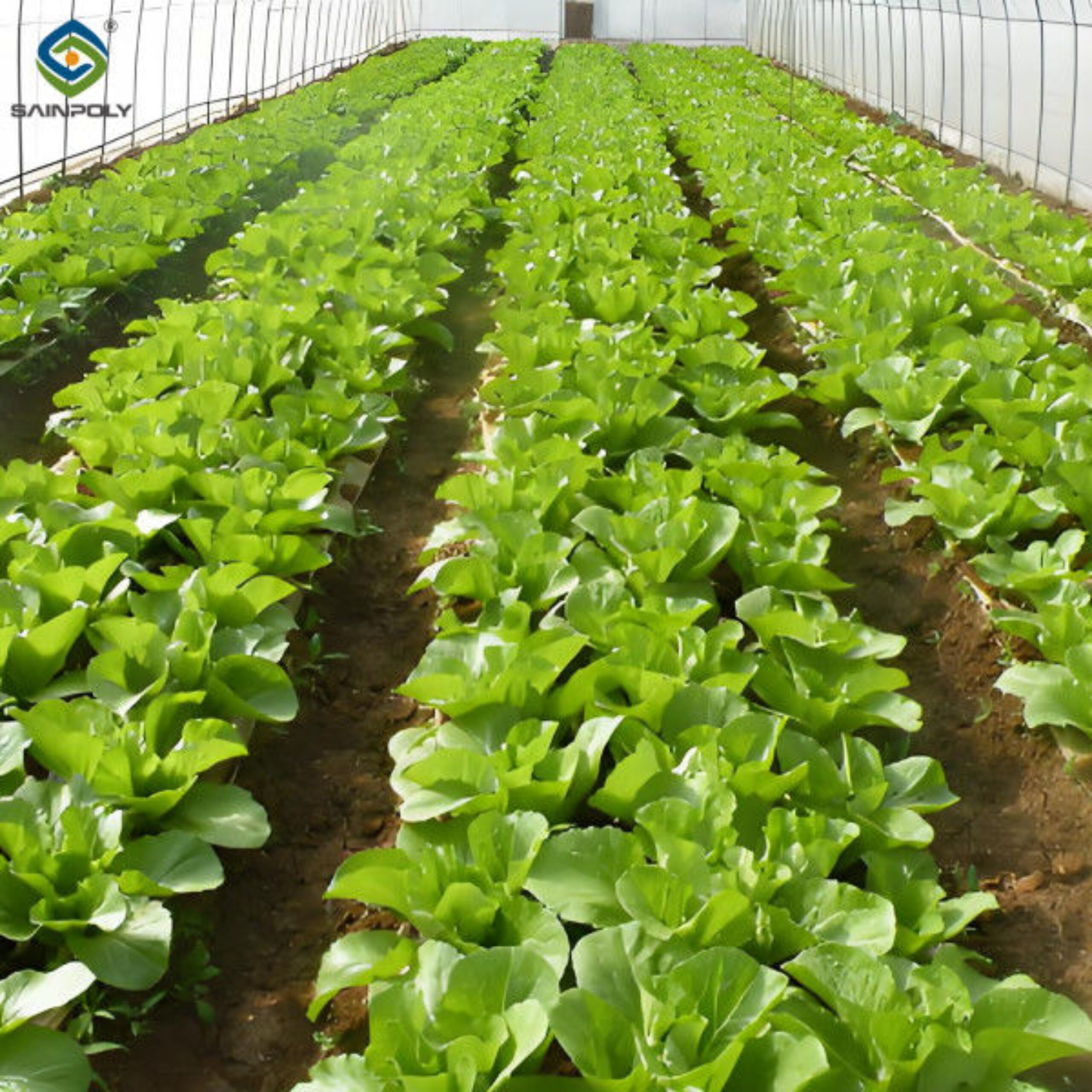 Lettuce Planting Hydroponic Farming Greenhouse Food Grade PVC NFT System