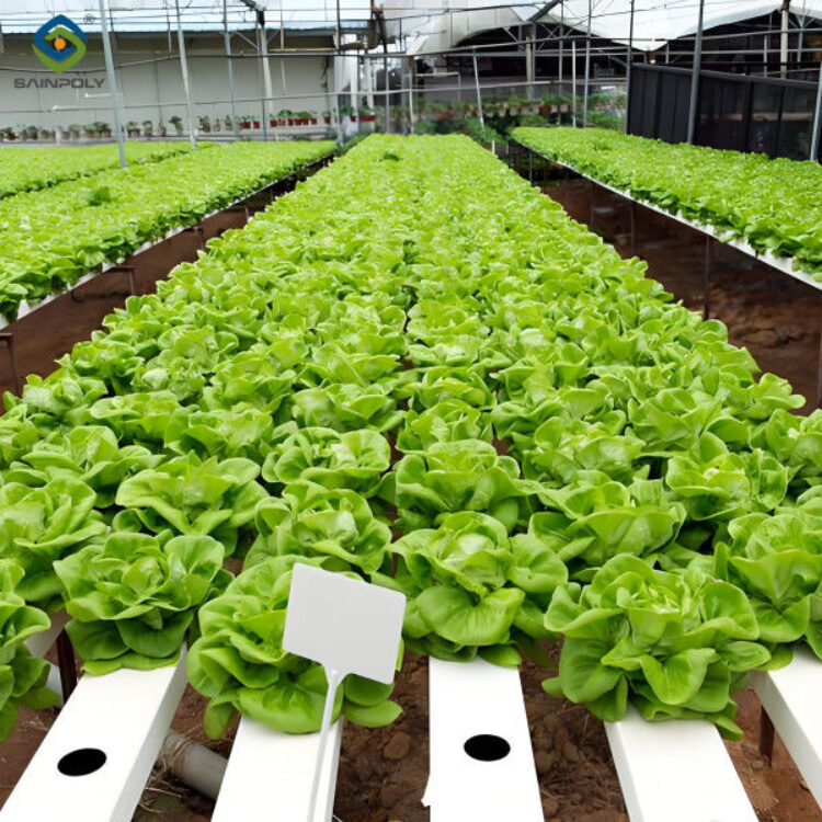 Lettuce Planting Hydroponic Farming Greenhouse Food Grade PVC NFT System