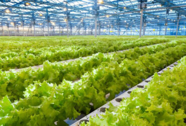 Lettuce Planting Hydroponic Farming Greenhouse Food Grade PVC NFT System