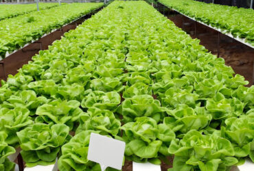 Lettuce Planting Hydroponic Farming Greenhouse Food Grade PVC NFT System