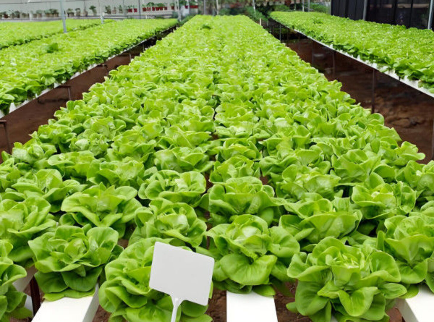 Lettuce Planting Hydroponic Farming Greenhouse Food Grade PVC NFT System
