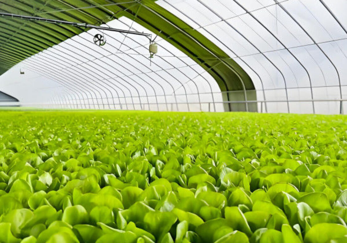 Lettuce Planting Hydroponic Farming Greenhouse Food Grade PVC NFT System