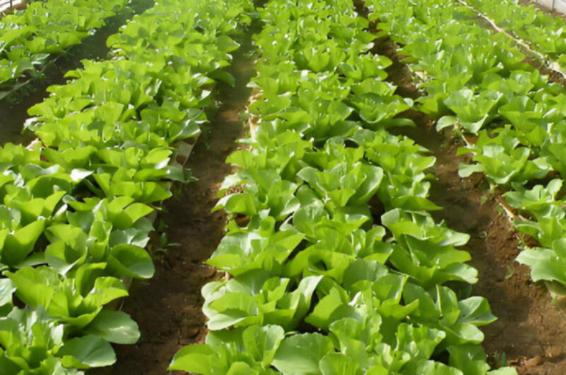 Lettuce Planting Hydroponic Farming Greenhouse Food Grade PVC NFT System