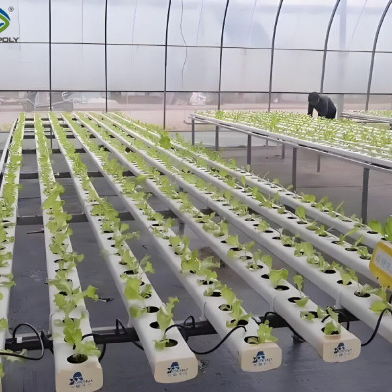 Lettuce Vegetable Growing Smart Greenhouse Farming Greenhouse With Steel Frame