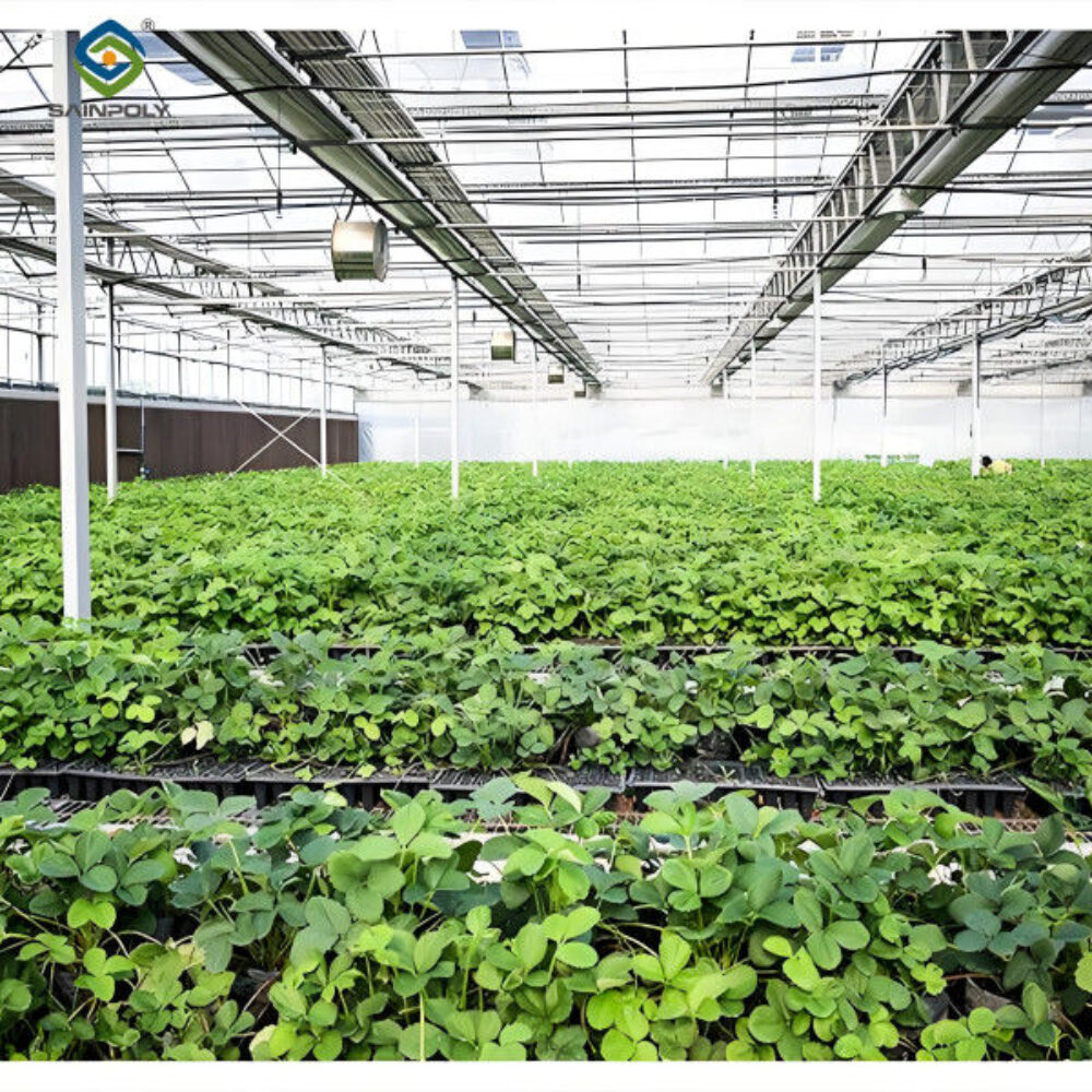 Lettuce Vegetable Growing Smart Greenhouse Farming Greenhouse With Steel Frame