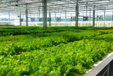 Lettuce Vegetable Growing Smart Greenhouse Farming Greenhouse With Steel Frame