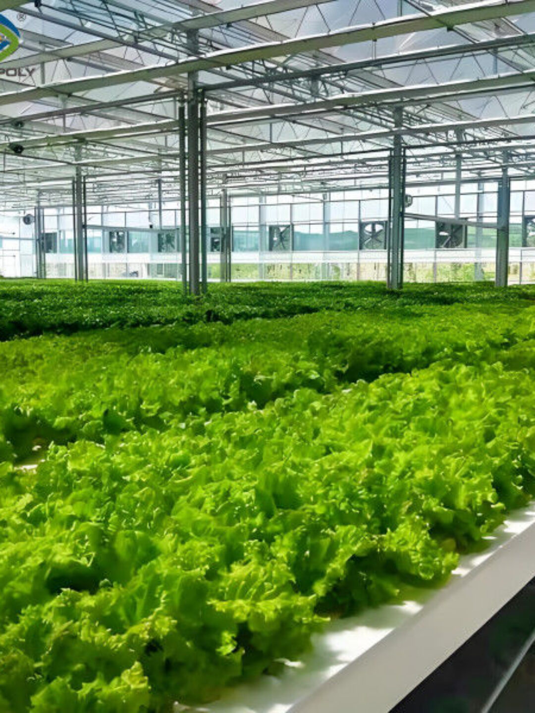 Lettuce Vegetable Growing Smart Greenhouse Farming Greenhouse With Steel Frame